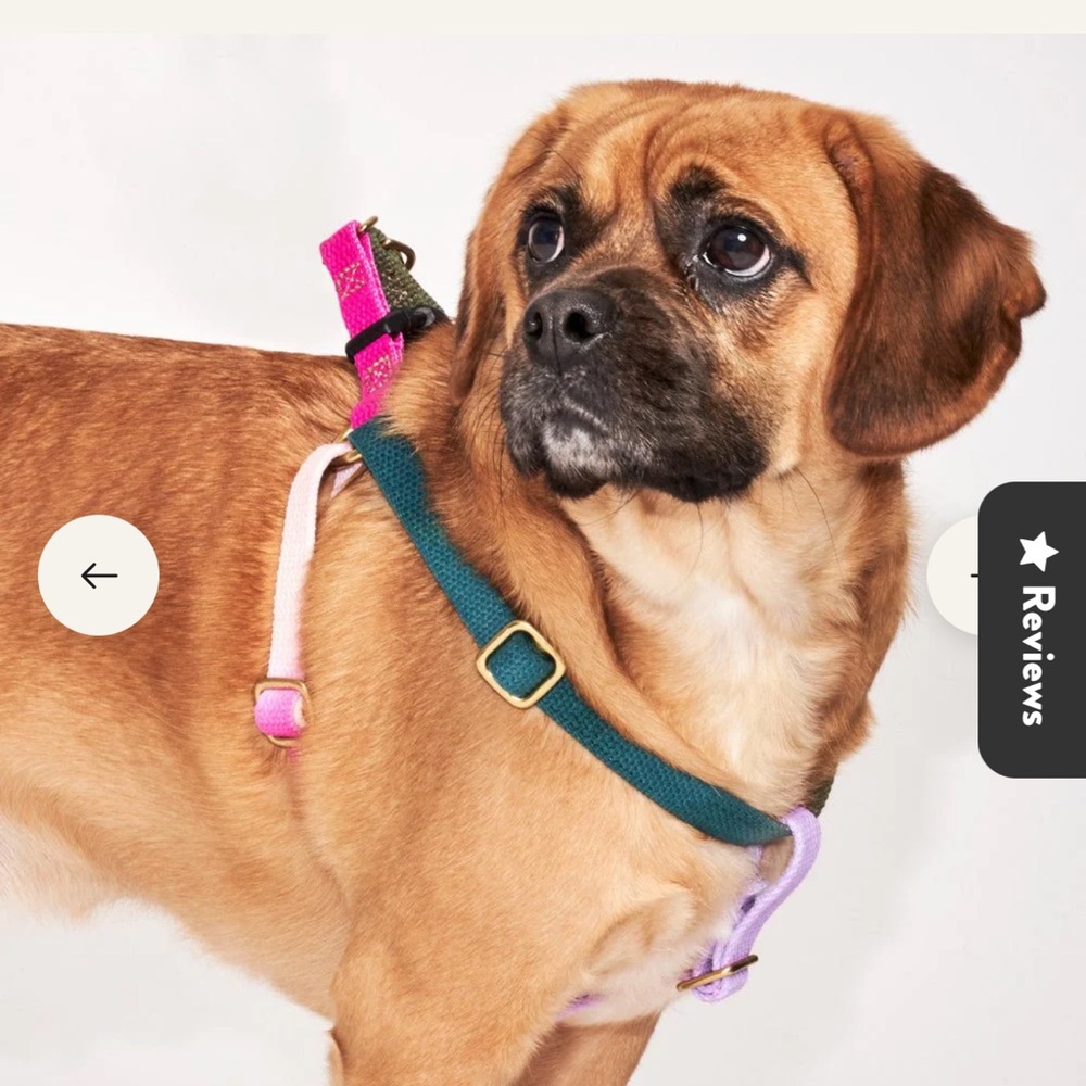 FOUND BY ANIMAL ☀️